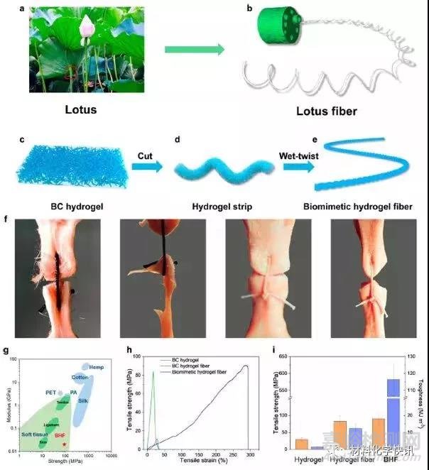 纖維素基水凝膠材料制備方法、應用領域及發(fā)展方向