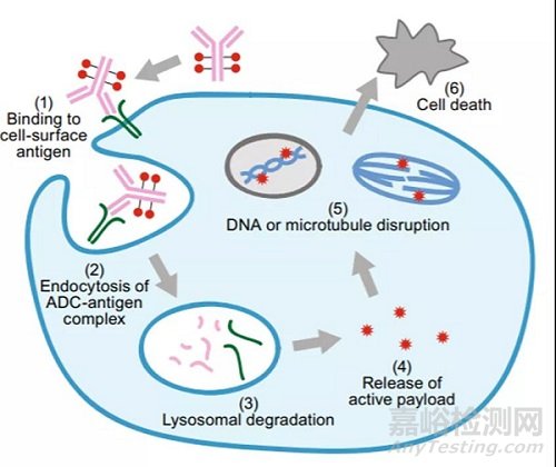 抗體偶聯(lián)藥物的生物分析策略