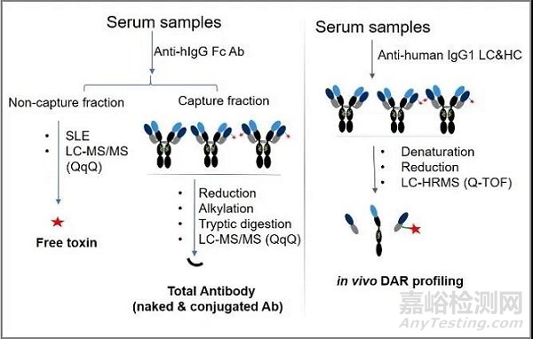 抗體偶聯(lián)藥物的生物分析策略