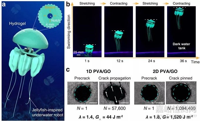 南科大劉吉團(tuán)隊(duì)《Adv. Mater.》：仿生二維抗疲勞水凝膠