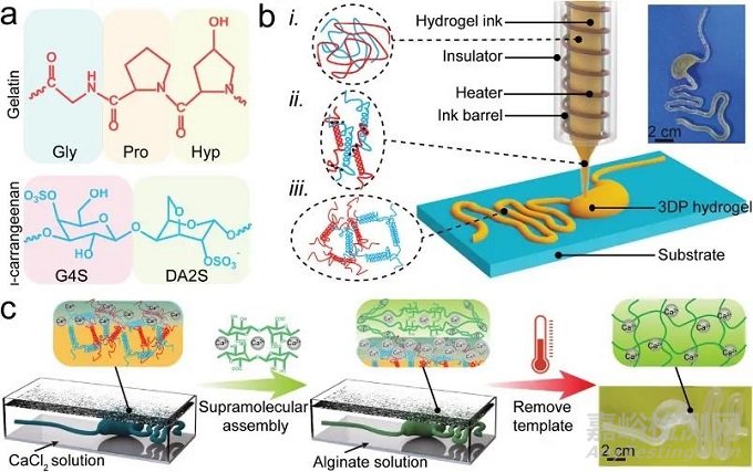 ?水凝膠人體器官模型