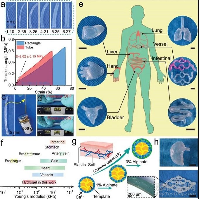 ?水凝膠人體器官模型