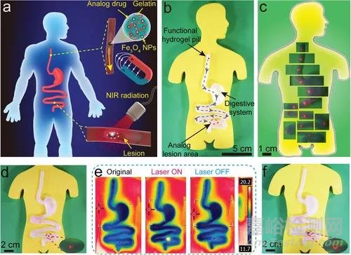 ?水凝膠人體器官模型