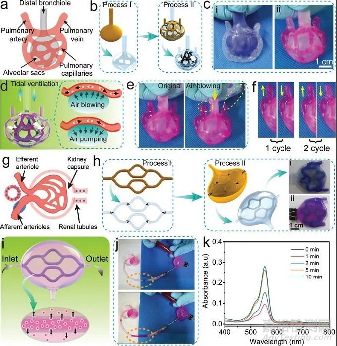 ?水凝膠人體器官模型
