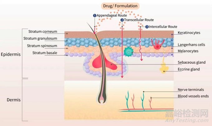 透皮給藥技術介紹