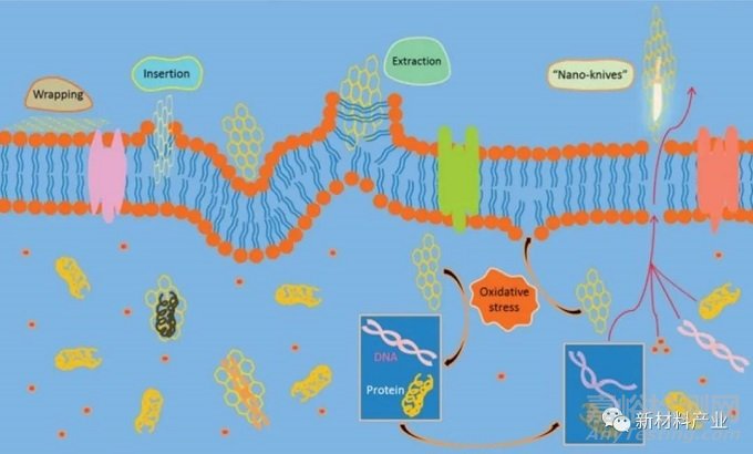 石墨烯材料抗菌抗病毒研究進展