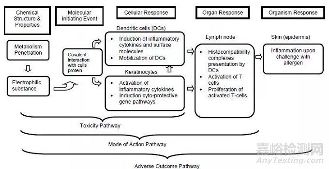 化學品安全性評估的新“里程碑”——皮膚致敏限定方法