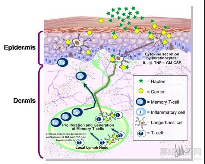 化學品安全性評估的新“里程碑”——皮膚致敏限定方法