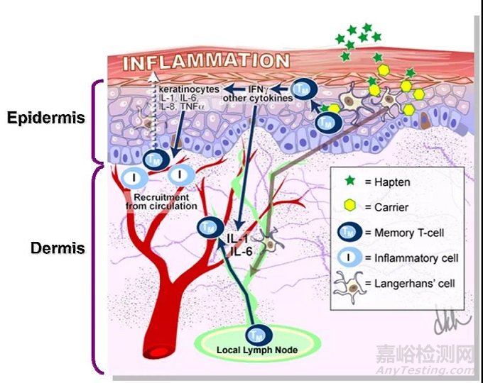 化學品安全性評估的新“里程碑”——皮膚致敏限定方法