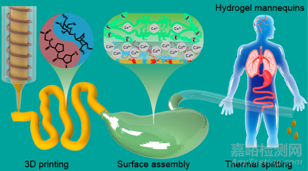 仿真濕滑水凝膠器官模型研究取得進(jìn)展