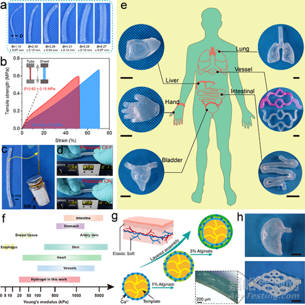 仿真濕滑水凝膠器官模型研究取得進(jìn)展