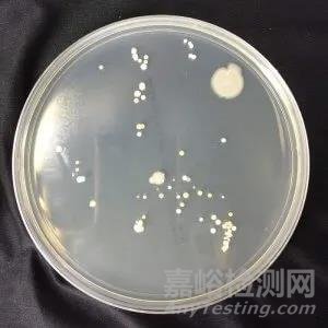 微生物檢測項目常用計量單位CFU 與 MPN 的差異