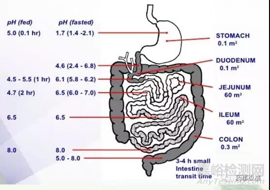 口服藥物體內(nèi)生理參數(shù)大解密