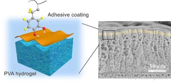 濕黏附軟物質(zhì)材料研究取得進(jìn)展
