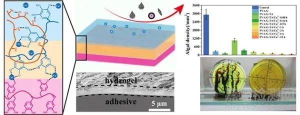 濕黏附軟物質(zhì)材料研究取得進(jìn)展