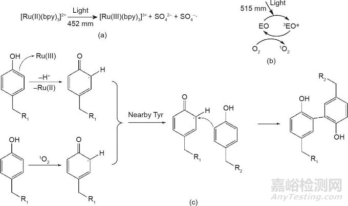 光固化3D生物打印技術(shù)的新進展