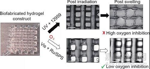 光固化3D生物打印技術(shù)的新進展