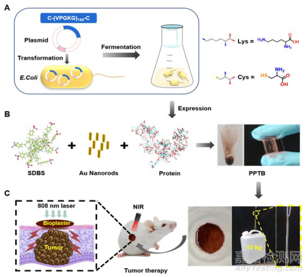 長春應(yīng)化所王帆等AM：生物創(chuàng)可貼，可用于癌癥治療