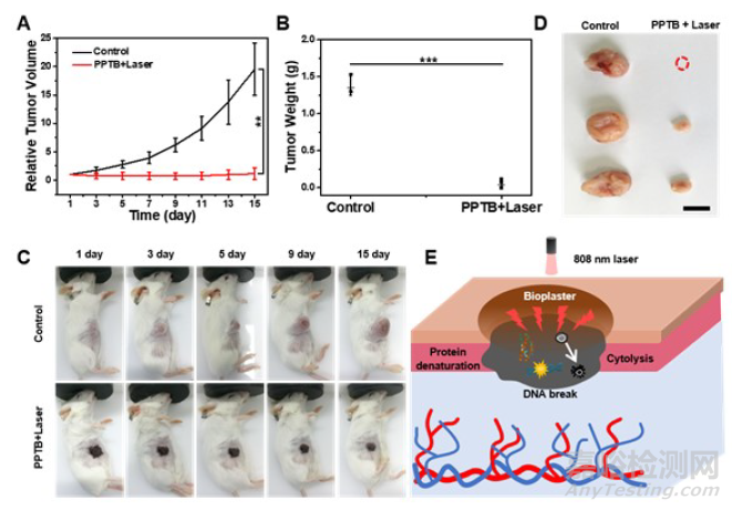 長春應(yīng)化所王帆等AM：生物創(chuàng)可貼，可用于癌癥治療