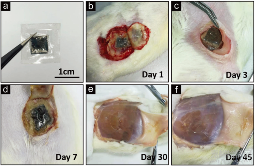 用于可植入和可生物降解鋅離子電池的纖維素氣凝膠-明膠固態(tài)電解質(zhì)