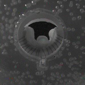 生物靜脈瓣VenoValve：公布FIM長期臨床結(jié)果 30月反流平均改善為 55%