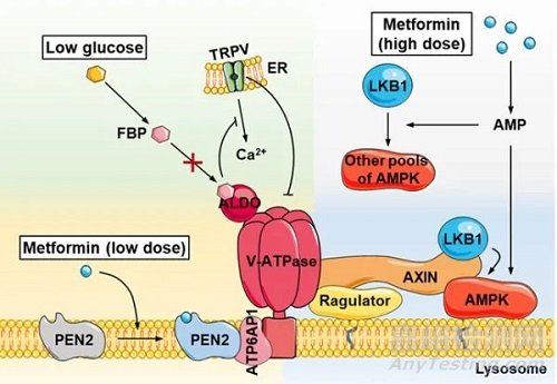 研究揭示藥物二甲雙胍的作用靶點(diǎn)及分子機(jī)制