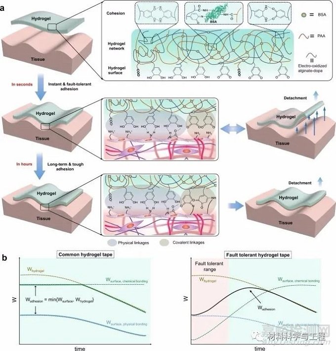 南大《Nature Commun》：超強水凝膠膠帶！縫合黑科技