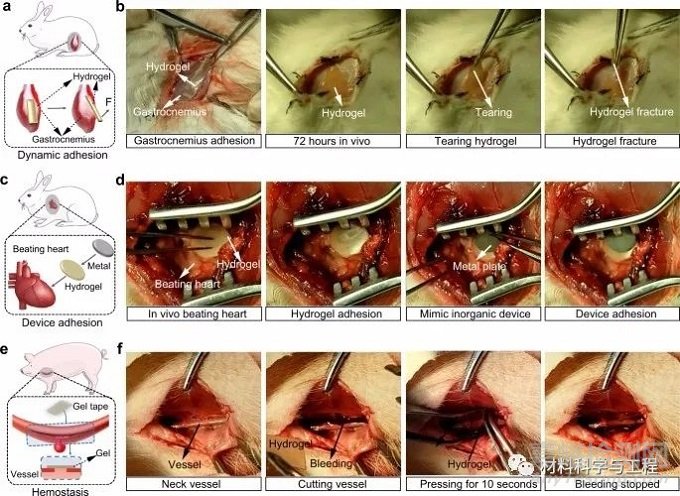 南大《Nature Commun》：超強水凝膠膠帶！縫合黑科技