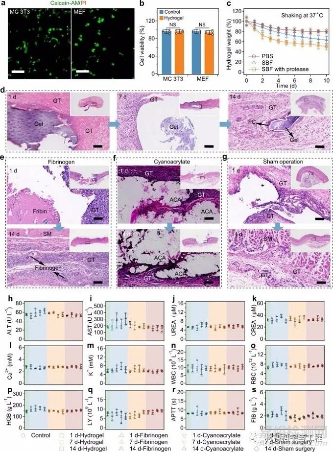 南大《Nature Commun》：超強水凝膠膠帶！縫合黑科技