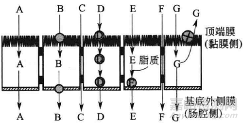 影響口服藥物吸收的因素和吸收途徑