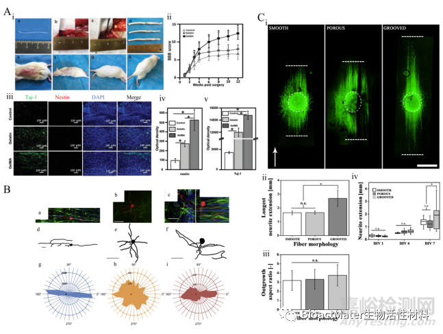 用于外周神經(jīng)和脊髓再生的各向異性支架