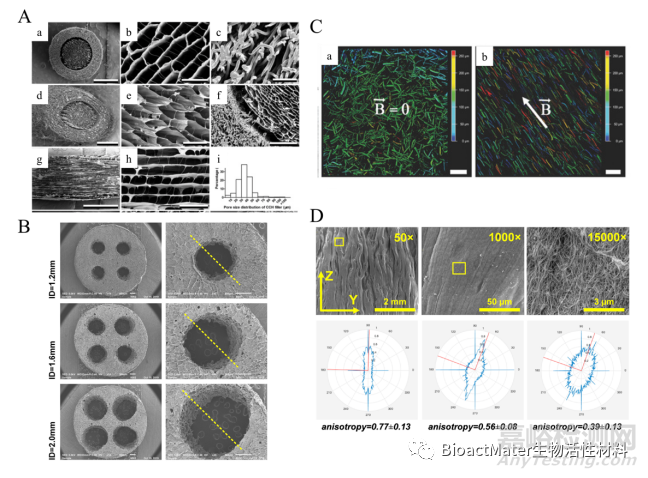 用于外周神經(jīng)和脊髓再生的各向異性支架