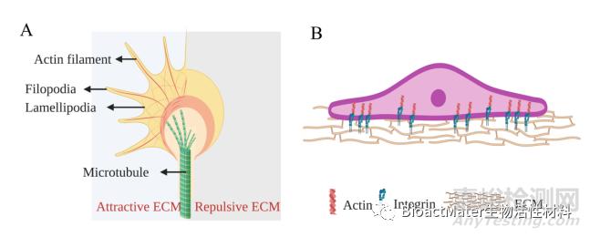 用于外周神經(jīng)和脊髓再生的各向異性支架
