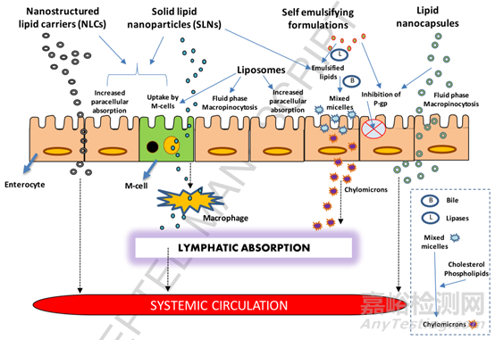 通過脂質(zhì)技術(shù)提高BCS IV類藥物生物利用度