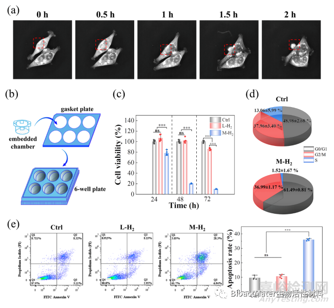 鎂植入物可控釋放氫氣誘導(dǎo)p53介導(dǎo)的腫瘤細(xì)胞凋亡