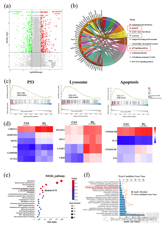 鎂植入物可控釋放氫氣誘導(dǎo)p53介導(dǎo)的腫瘤細(xì)胞凋亡