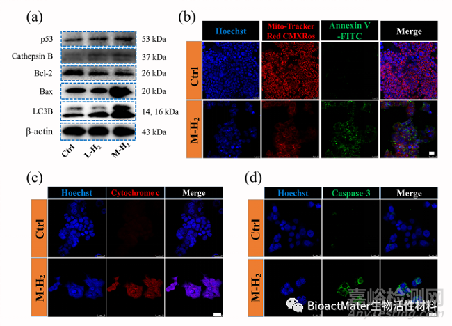 鎂植入物可控釋放氫氣誘導(dǎo)p53介導(dǎo)的腫瘤細(xì)胞凋亡