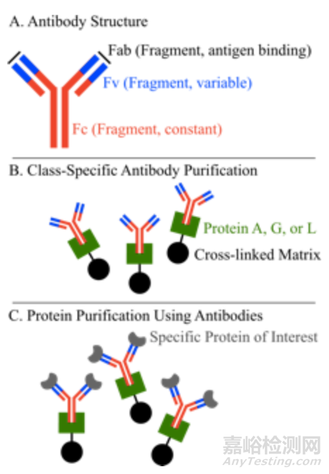蛋白質(zhì)純化方法經(jīng)典攻略