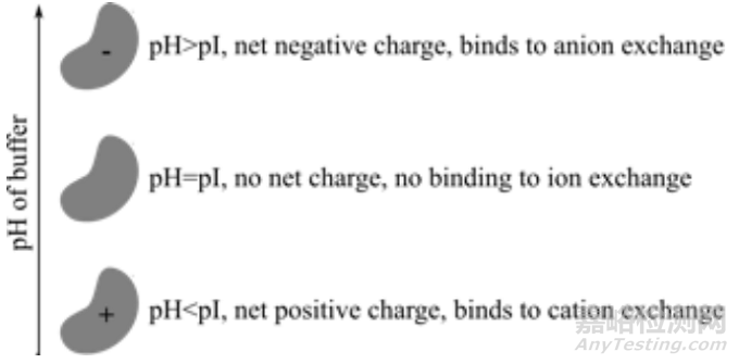 蛋白質(zhì)純化方法經(jīng)典攻略
