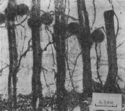 合金元素對(duì)珠光體轉(zhuǎn)變的影響