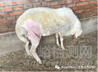 應(yīng)用3D打印多孔鈦合金內(nèi)植物橋接骨缺損區(qū)并成就內(nèi)植物-骨界面融合