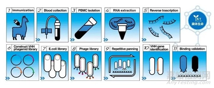 如何制備納米抗體