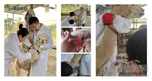 如何制備納米抗體