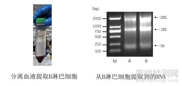 如何制備納米抗體