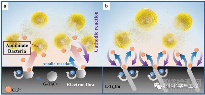 《Mater Des》：牙科用Ti-Cu合金的生物腐蝕行為和抗菌性能！