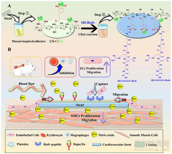 四川大學(xué)王云兵：仿生內(nèi)皮細(xì)胞功能涂層用于促進(jìn)血管愈合