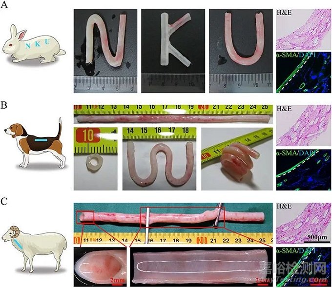 南開大學孔德領：在人工血管研究方面取得進展