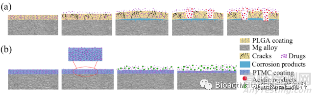 一種具有穩(wěn)定藥物釋放能力和良好耐腐蝕性能的表面侵蝕降解PTMC涂層用于鎂基血管支架