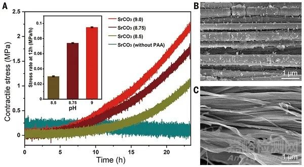 武漢理工最新Science：骨仿生復(fù)合材料