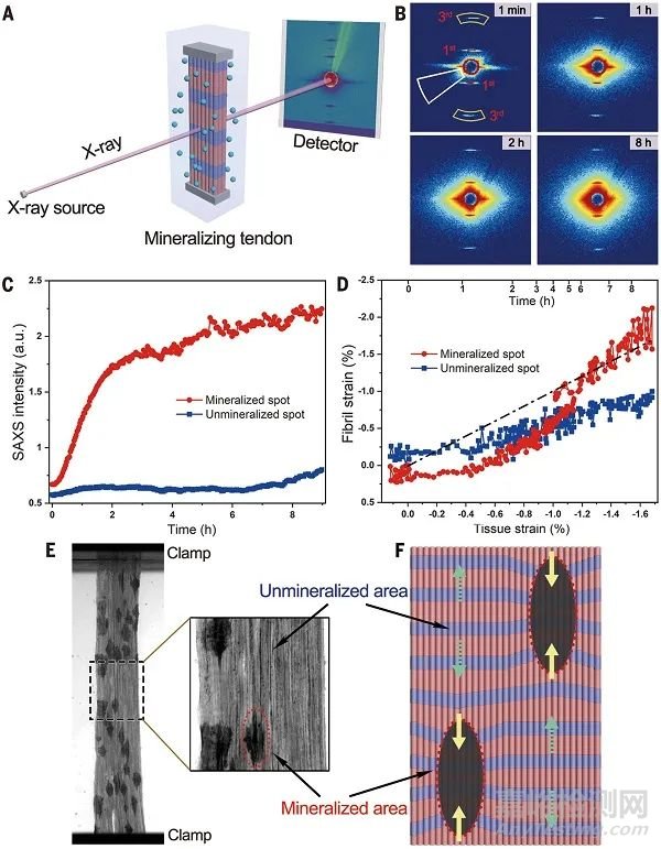 武漢理工最新Science：骨仿生復(fù)合材料